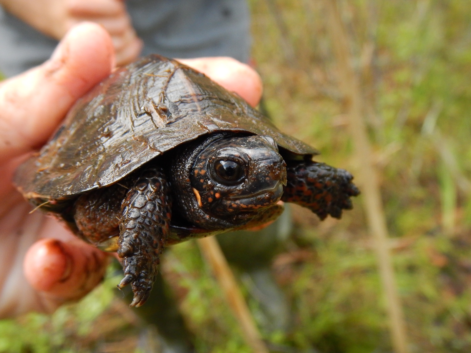 Bog Turtle juv   Kristen Travis